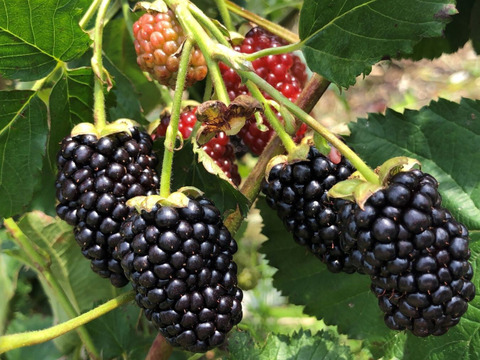 【チョコ様専用】冷凍ブラックベリー500g×3パック