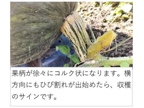 くり将軍★栗カボチャ界の征夷大将軍！（約3.5g 2-3玉 ）