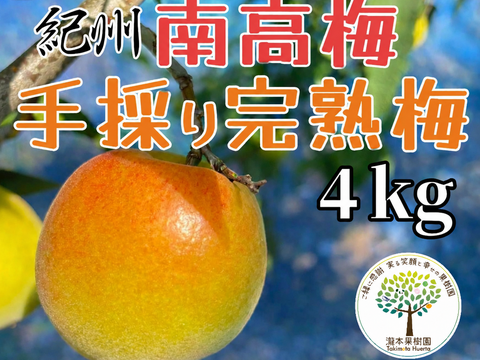 完熟 南高梅 4kg：和歌山県産の南高梅｜食べチョク｜産地直送(産直)お