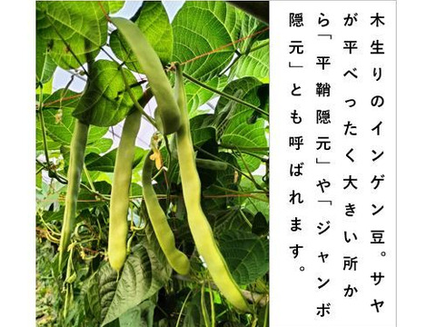 ジャンボインゲン^^優品!!農家直送!：熊本県産の野菜｜食べ