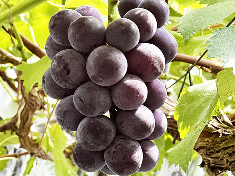 【ドライフルーツ】【食べ比べ】凝縮された甘さ！軸付き干しぶどう（8種、約700g）