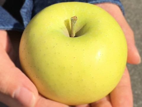 【家庭用】シナノゴールド 約2.5kg 7-14玉 パリっと歯ごたえジューシー  10月下旬頃から発送 訳あり#NAG0B025