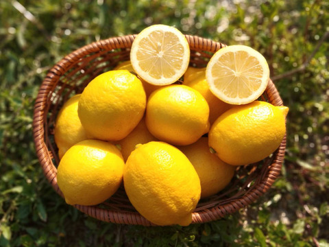 【小玉2kg・A級品】日本一の国産レモンの生産地　瀬戸田産　レモン