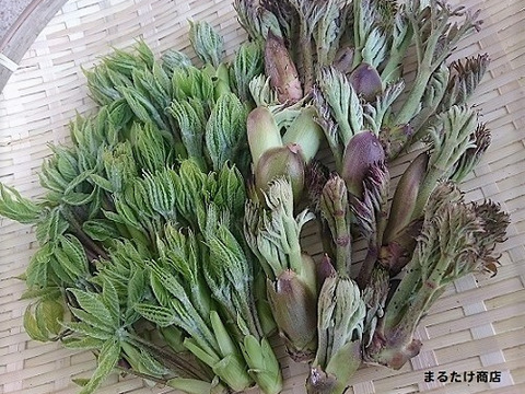 【天然】お約束!!妙高山の山菜をドーン!!バラエティー４種セット（500g～）山菜詰め合わせ 山菜 ミックス
