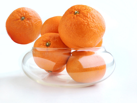 樹になったまま、色づいた　宮川早生みかん（無選別無階級 1.2級品こみこみ）　９K入り