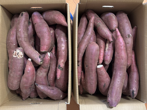 訳あり！熟成紅はるか 20kg さつまいも：茨城県産の野菜｜食べ