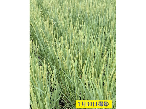 【令和８年新米予約】【農家直送】新潟・とちお産コシヒカリ10kg｜棚田育ち・雪どけ水と山の湧水が育むお米（送料相当値引き中）