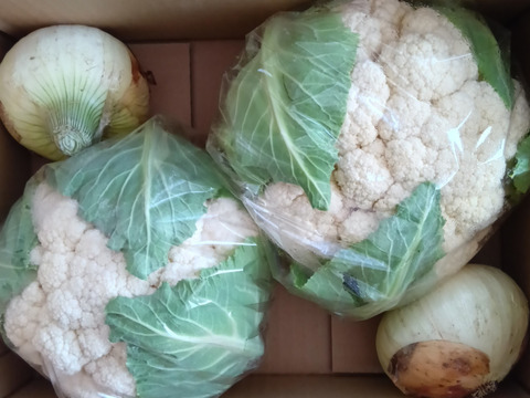 淡路島からのカリフラワー2つ　特別栽培農産物