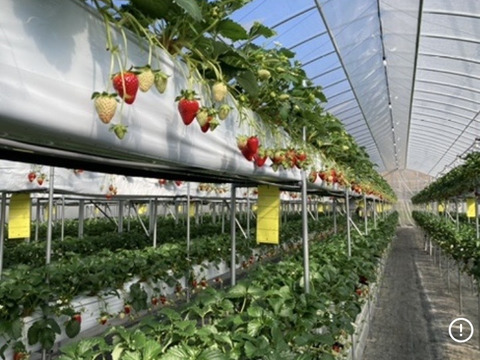 古都華　ならあかり　食べ比べ　奈良県品種　260g×2パック　いちご　苺　プレミアムイチゴ