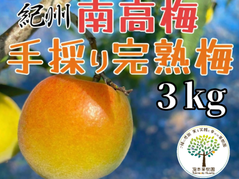 完熟　南高梅　３kg