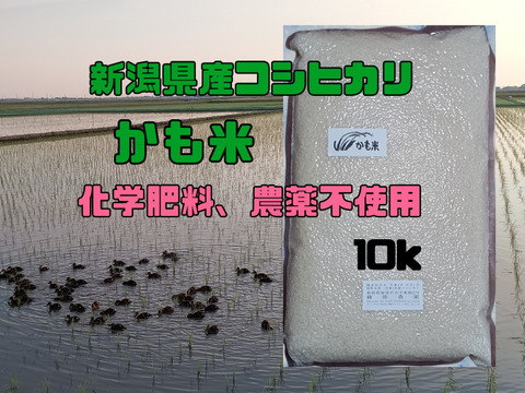 新潟県産コシヒカリかも米10k