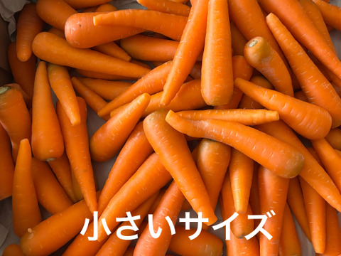 砂地栽培 新鮮なにんじん 小さい人参 5kg