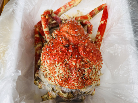 【訳あり】茹で上がり高足ガニ1.5kg