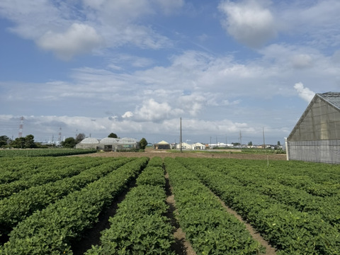 大地とつながるジェラート3種　5個セット(キャロットミルク・ピーナッツミルク・フルーツサラダ)