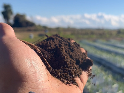 さつまいも 紅はるか 農薬化学肥料不使用 有機 肥料のみ 【新発売】紅はるか 訳あり 約9.5Kg　10ｋｇ箱 千葉県産 B品S~Lサイズ
