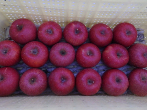 【大切な方へ】贈答用サンふじ5キロ11～12玉【葉とらず・特大サイズ】JA基準より60％減の低農薬栽培