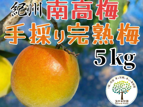 完熟　南高梅　５kg