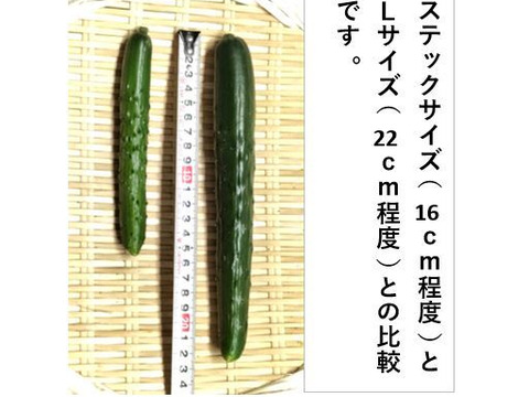 ポクポク柔らかで旨い！めんこいステックキュウリ＜20本＞：秋田県産の