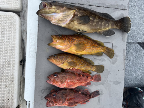 明日朝まで限定！捕れたて！クエ・アコウ・カサゴ 約2.5kgオーバー 長崎県対馬市(内臓・鱗処理済)