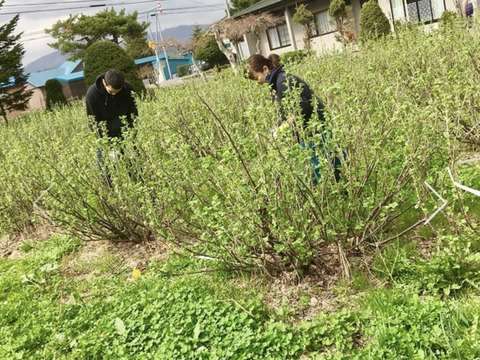 【草だけ育ち】道産自然栽培ケール・500g / カーリー&レッドロシアン（甘くて柔らかい無肥料野菜）