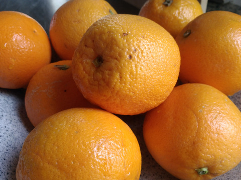 【2kg】とみこばぁばのバレンシアオレンジ【希少種】
