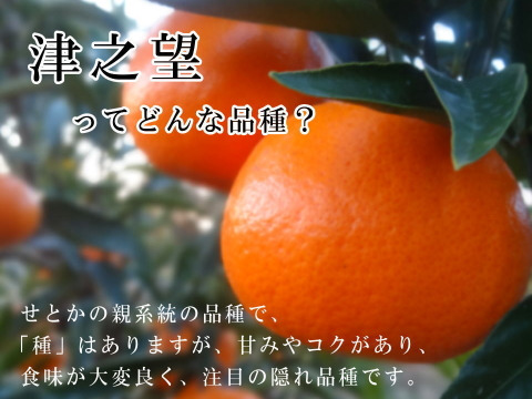 【福袋】甘くて濃厚な完熟みかんや希少柑橘の食べ比べ！12月下旬の年内発送！年末年始に家族でワイワイ♪♪人気４品種が楽しめる！「旬のこだわり柑橘食べ比べ福袋」家庭用　約3kg入【商品番号1102-3k】