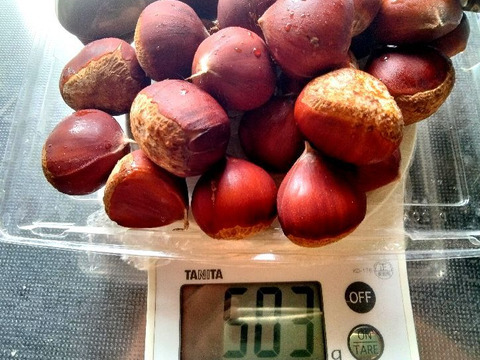 農薬不使用栽栽培　兵庫産　ホクホク甘い和栗（神鍋）　500ｇ②