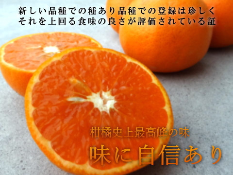【福袋】甘くて濃厚な完熟みかんや希少柑橘の食べ比べ！12月下旬の年内発送！年末年始に家族でワイワイ♪♪人気４品種が楽しめる！「旬のこだわり柑橘食べ比べ福袋」家庭用　約3kg入【商品番号1102-3k】