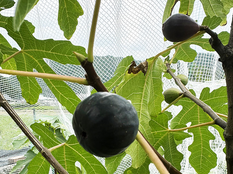 熟して甘い！岡山県産イチジク（約1.5kg、4パック）