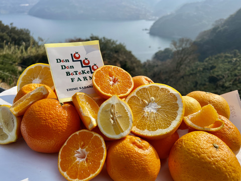 柑橘詰め合わせ！　訳あり10kg（箱込）