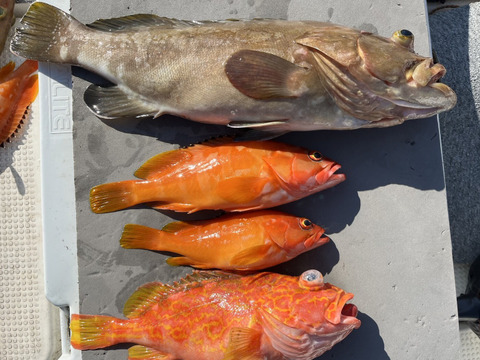 明日朝まで限定！捕れたて！クエ・カサゴ・アカハタ 約3kgオーバー 長崎県対馬市(内臓・鱗処理済)