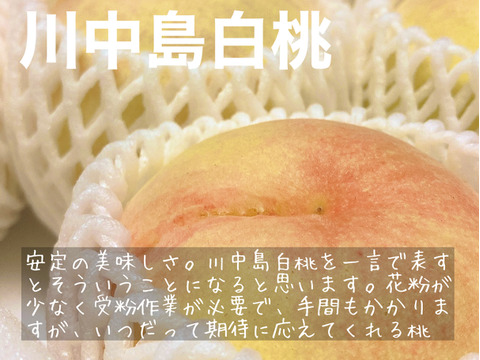 【家庭用】大玉！高糖度！うま味たっぷり！の岡山の白桃  川中島白桃・幸茜（さちあかね）　家庭用２ｋｇ ５～７玉