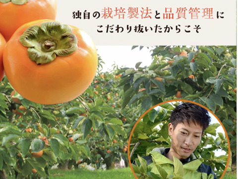 【大玉ギフト包装】シャリ食感と爽やかな甘さの柿『太秋（たいしゅう）』4Lサイズ6玉入り