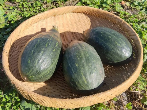 サラダカボチャ】万次郎（2ヶ月間追熟後）生まるごと（2～2.5kg