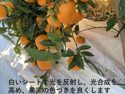 【貯蔵熟成で濃い甘み】濃蜜 青島みかん 5kg｜静岡県から産地直送（糖度12～14度）