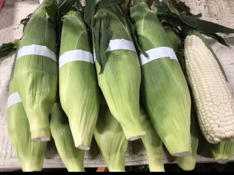 ●北海道産 とうもろこし 白 ●雪の妖精 ●北海道産 ●10本入り