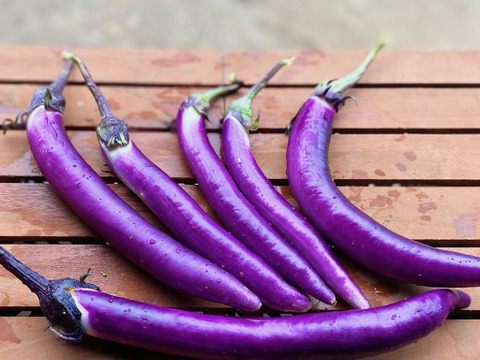 カラフル・レア野菜で元気に！
『お試しS★カラダ喜ぶ夏野菜セット6品目』
初めての野菜でも安心な簡単レシピ付き、贈り物にも最適です！