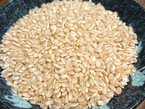 新米 コシヒカリ 玄米 真空パック５ｋｇ