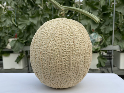 【一株一果のこだわりメロン】【ご家庭用】アールスメロン（２Ｌ以上×２玉）　青肉・赤肉のセット　３㎏程度