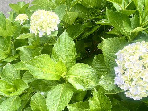 【生花（3本〜5本）】アジサイ・花束・プレゼント可能！もふもふのアジサイ（紫陽花）！淡いブルーやグリーンが混ざった繊細な色合いがとても魅力的！