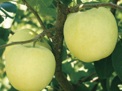 希少品種！青森県産　メルシー