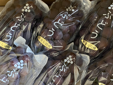 【常温便】果汁たっぷり！種なしぶどう巨峰あわせて3キロ