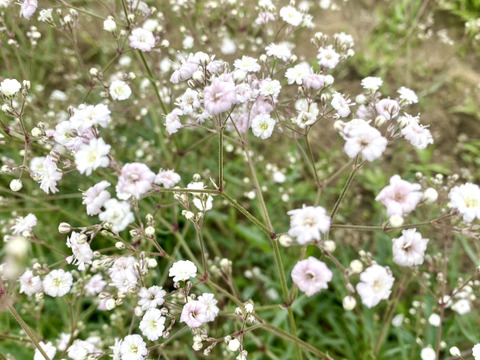 【5本-40㎝-】ほんのりピンクのカスミソウ