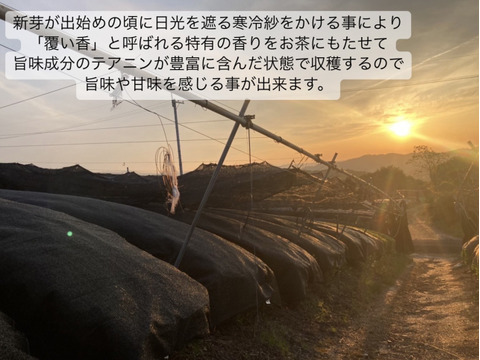 ＊体に優しいノンカフェイン＊限定ブレンドティー　オリーブ玄米茶　4g×20個入り