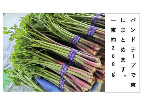 【秋田県比内産】シャキ旨、絶品の山菜 アイコ＜約800g＞