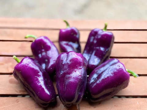 カラフル・レア野菜で元気に！
『お試しS★カラダ喜ぶ夏野菜セット6品目』
初めての野菜でも安心な簡単レシピ付き、贈り物にも最適です！