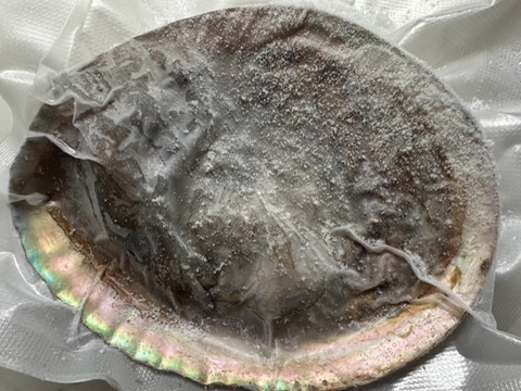 素潜り漁師直送！伊豆の美味しい　アワビ　鮑　あわび -本日の１点物　アワビ　鮑　-60度急速冷凍　5枚で １１３３g（傷物、訳あり品）品番ウ