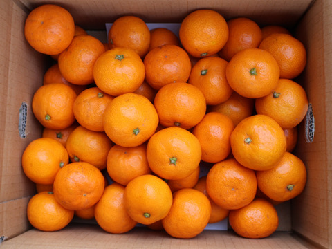 【冬ギフト】農家直送！有田みかん3kg≪2Sサイズ（小玉）秀品≫【平武農園】～蛍飛ぶ町から旬の便り～　和歌山｜有田｜田口｜ギフト｜こだわり　産地直送　お取り寄せ