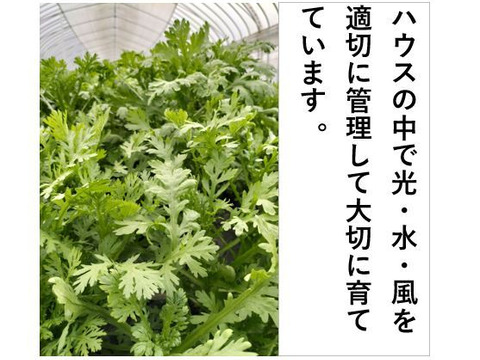 新鮮、風味豊かな春菊＜約1kg＞