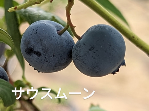 【パリｯ！プリｯ✨新食感】大粒
サザンハイブッシュ·ブルーベリー600g